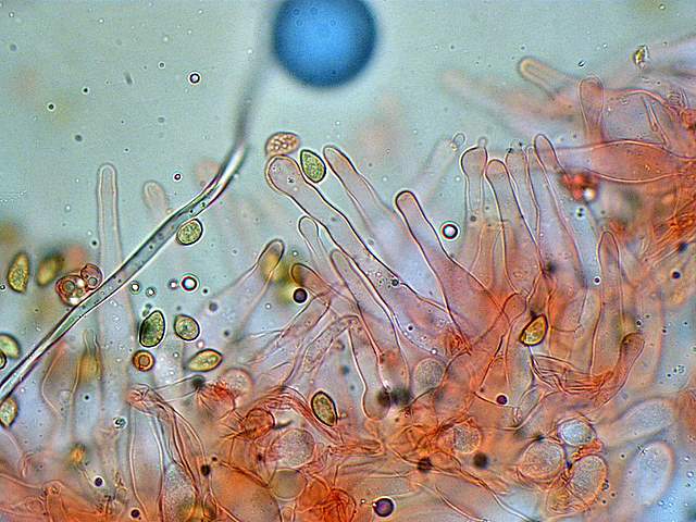 Galerina spec.  Cod.: 0260-07